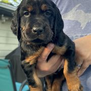 Boy 4 grey - Gordon Setter puppy in Portage, Mi, Michigan from The Duke of Gordon