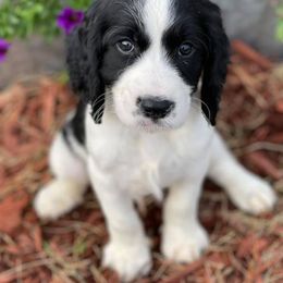 English Springer Spaniels from Flatbranch English Springer Spaniels