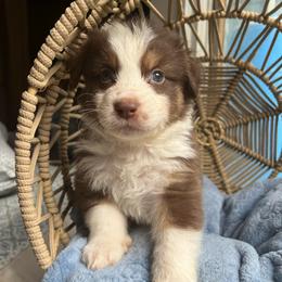 Liam - Red merle male Australian Shepherd puppy in Grants Pass, Oregon from Carmel Mountain Aussies