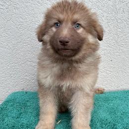 Grey Collar Boy - Sable male German Shepherd puppy in Columbus, Mississippi from Olde Wolfe German Shepherds