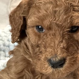 Chanel - Red  Goldendoodle puppy in Rancho Murieta, California from Caryn’s classy doodles