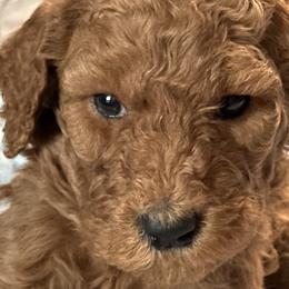 Chanel - Red  Goldendoodle puppy in Rancho Murieta, California from Caryn’s classy doodles