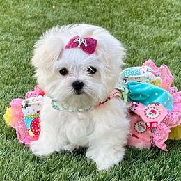 Cinderella - White female Maltese puppy in Buckeye, Arizona from China dolls