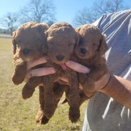 Goldendoodle Puppies from Teddy Doods