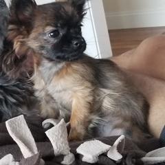 Mi-Ki Puppies from Great Lakes Mi-Kis