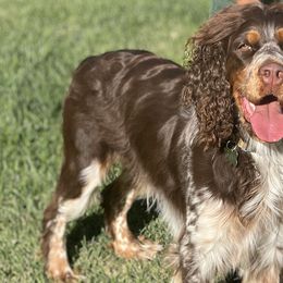 English Springer Spaniels from Goldridge Springers