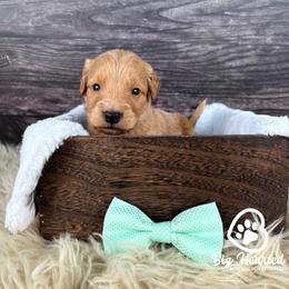 Boy 3 - Cream male Goldendoodle puppy in Utah County, Utah from Big Hearted Breeders