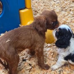 Charisma's sweet wine and sunshine - Red female English Toy Spaniel puppy in Glenwood City, Wisconsin from NyaStar