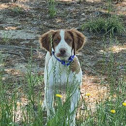 Brittany Puppies from HillTop Brittany Kennel