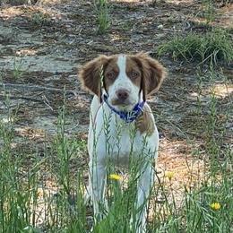 Brittany Puppies from HillTop Brittany Kennel