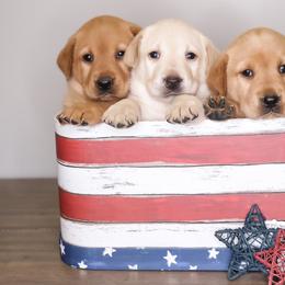 Labrador Retriever Puppies from AGL Retrievers