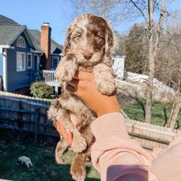 Cockapoo and Goldendoodle Puppies from My Forever Best Friend
