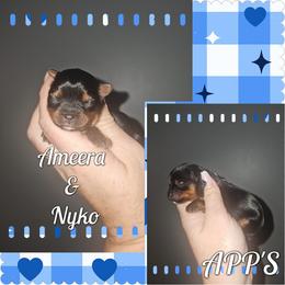 Wyatt - Black and tan male Yorkshire Terrier puppy in Wartburg, Tennessee from Amanda's Precious Pups