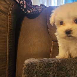 Bixby - White male Maltese puppy in Carthage, Missouri from Cooley's Cuddle Pups