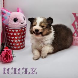 Shetland Sheepdog Puppies from DK'S Sassy River Shelties