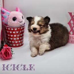 Shetland Sheepdog Puppies from DK'S Sassy River Shelties