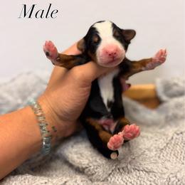 Pick spot 7 - Tri-color male Bernedoodle puppy in Ocala, Florida from Bernedoodles of Florida