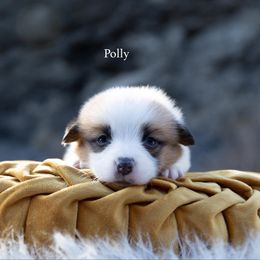 Polly - Red female Pembroke Welsh Corgi puppy in Manchester, Kentucky from Riverside Corgis