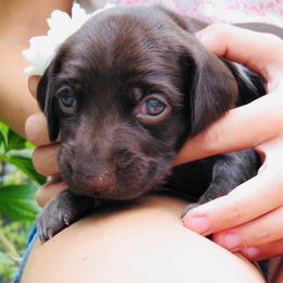 Little Moonlight - Liver roan female German Shorthaired Pointer puppy in Redding, California from Macushla Kennel