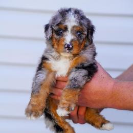 Bennett - Merle male Bernedoodle puppy in Dundee, Ohio from Down Home Doodle