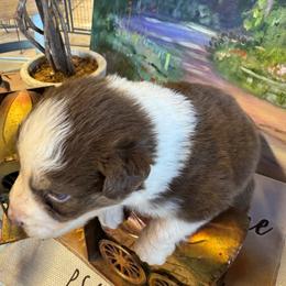 Rose - Red & white female Australian Shepherd puppy in Baker, Florida from Dubose Kennels