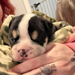 Bulldog Puppies from Bulldog's 4 Brothers