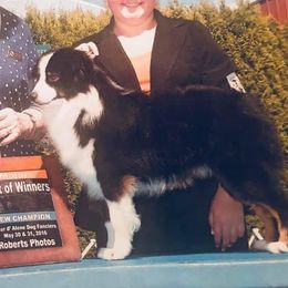 Charger  - Miniature American Shepherd