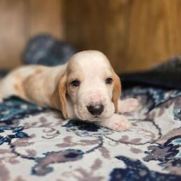 Happy - Red and white male Basset Hound puppy in Valley, Washington from Enchanted Valley Paws