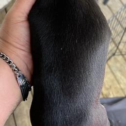 Dachshund Puppies from Witchy Woman’s Wiener’s
