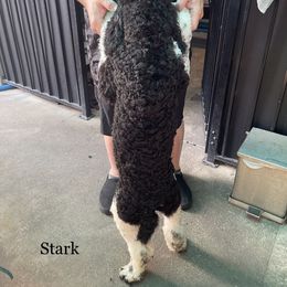 Poodle All Grown Up from Carla J Baroni