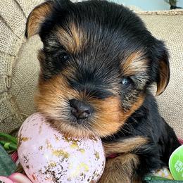 Vera - Black and tan female Yorkshire Terrier puppy in West Fargo, North Dakota from A Yorkie Tale
