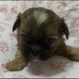 Rocky - Red male Shih Tzu puppy in Hemet, California from Aloha Shih Tzu