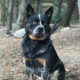 Ranger  - Australian Cattle Dog