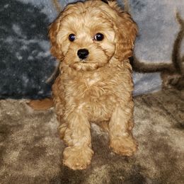 Cavapoo Puppies from Lebel Cavapoos