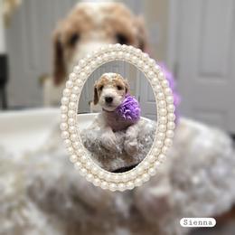 Sienna - Parti female Goldendoodle puppy in Richmond, Virginia from Highland Grove Doodles, LLC