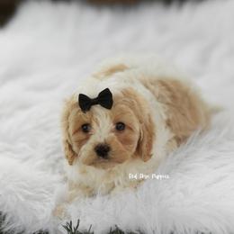 Leo (Black Collar Boy) - Blenheim male Cavapoo puppy in Republic, Missouri from Red Skye Puppies