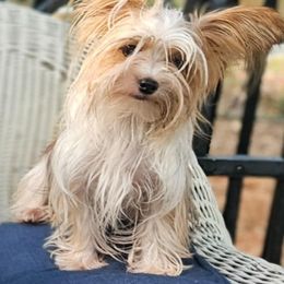 Bun Bun - Yorkshire Terrier