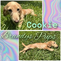 Cookie - Dachshund