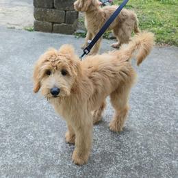 Eddie - Apricot male Goldendoodle puppy in Georgetown, Tennessee from Georgetown Designer & Purebred Puppies