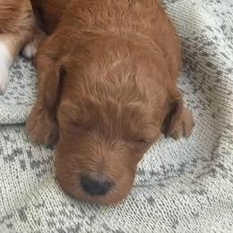 Maple - Red  female Goldendoodle puppy in Clarksville, Tennessee from Tennessee Goldendoodles, since 2014