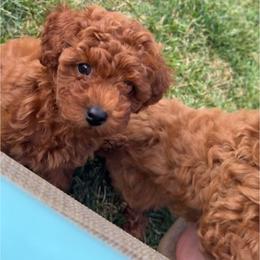 Poodle Puppies from Alina talmage cipu