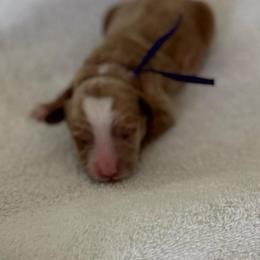 Female spot 1 - Red  female Goldendoodle puppy in Idaho Falls, Idaho from Triple H puppies