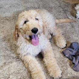 Girl 4 - female Goldendoodle puppy in Athelstane, Wisconsin from Caldron Falls Doodles and Poodles