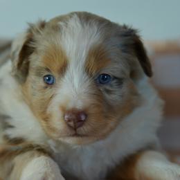 Venus - Red merle female Toy Australian Shepherd puppy in Hartman, Arkansas from Southern Edition Aussies