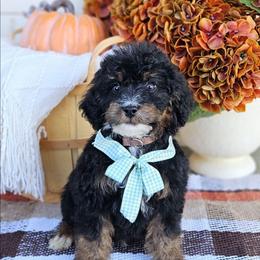 Birch - Phantom male Bernedoodle puppy in Russell Springs, Kentucky from 270 Doodles