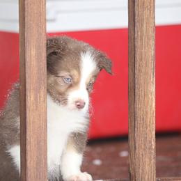 Border Collie, English Setter, and Miniature American Shepherd Puppies from First Harmony Farms