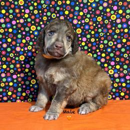Orange - Brown male Poodle puppy in Houma, Louisiana from Smart Azz Poodles