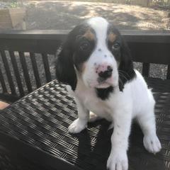 English Setter Puppies from Monkota Setters