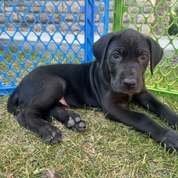 Lucy - Black female Great Dane puppy in Littleton, Colorado from Denver Danes