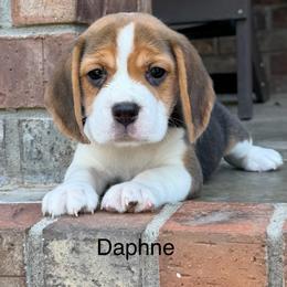 Daphne - Black tan and white female Beagle puppy in Mansfield, Missouri from Rippee Creek Kennel